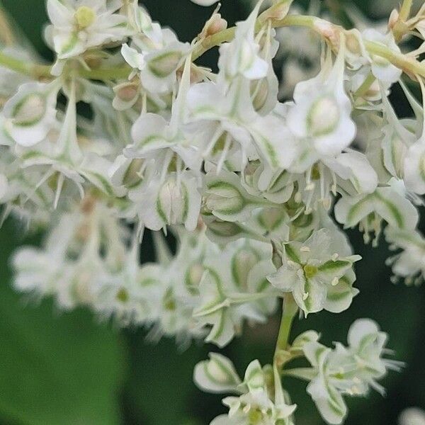 Fallopia aubertii Flower