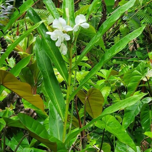 Hedychium coronarium Blad