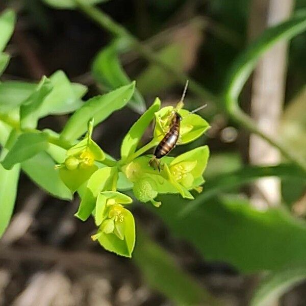 Euphorbia taurinensis Кветка