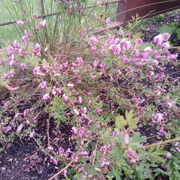 Chamaecytisus purpureus Staniste