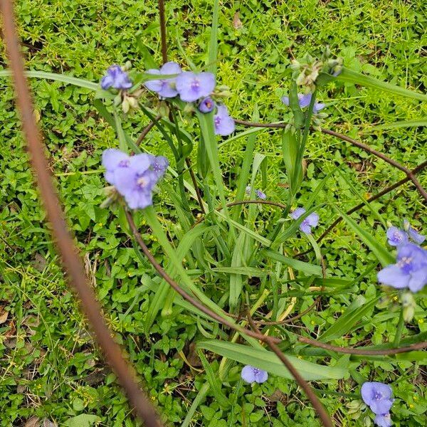 Tradescantia gigantea 花