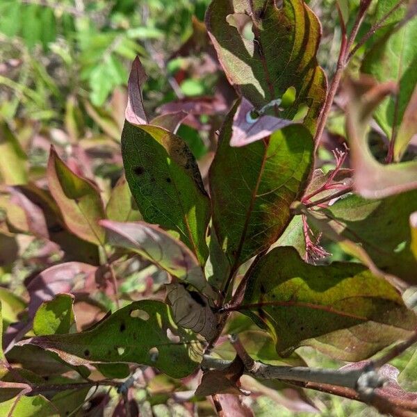 Cornus racemosa Blatt