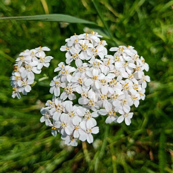 Achillea nobilis Floro