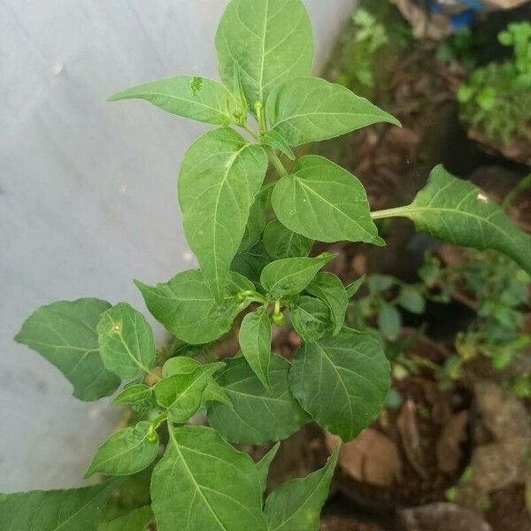 Capsicum chinense Fuelha