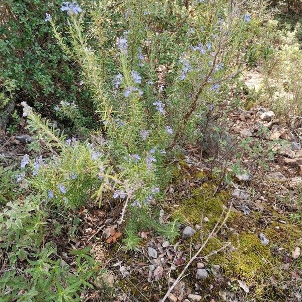 Salvia rosmarinus Flower