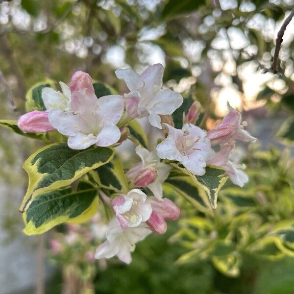 Kolkwitzia amabilis Flower