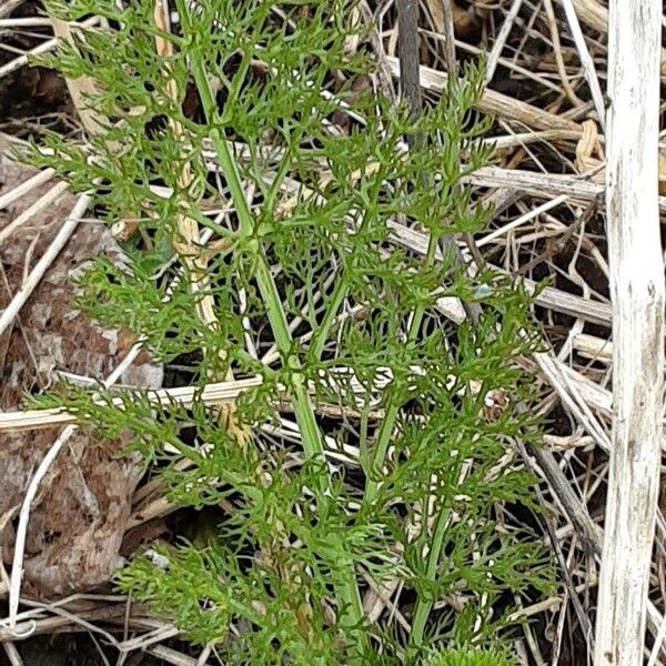 Foeniculum vulgare Leaf