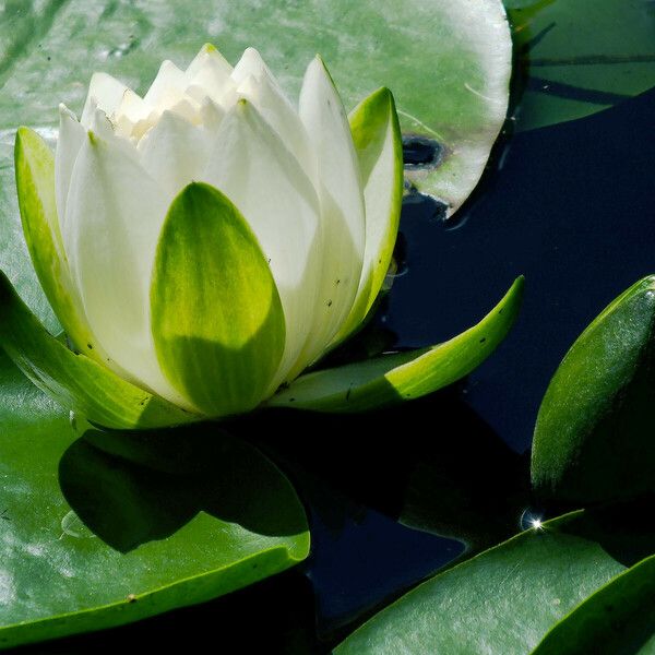 Nymphaea odorata പുഷ്പം