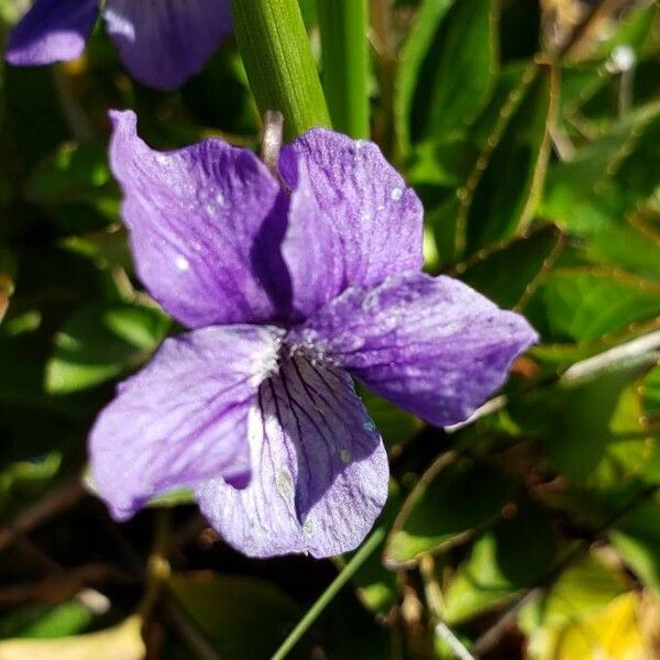 Viola adunca Flower