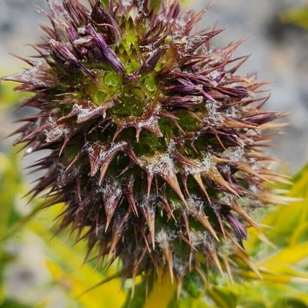 Gundelia tournefortii Flower