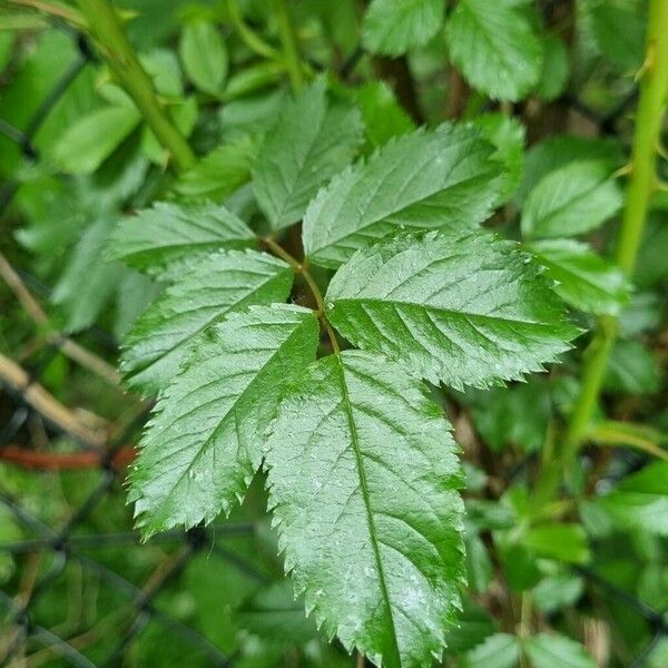 Rosa multiflora Yaprak