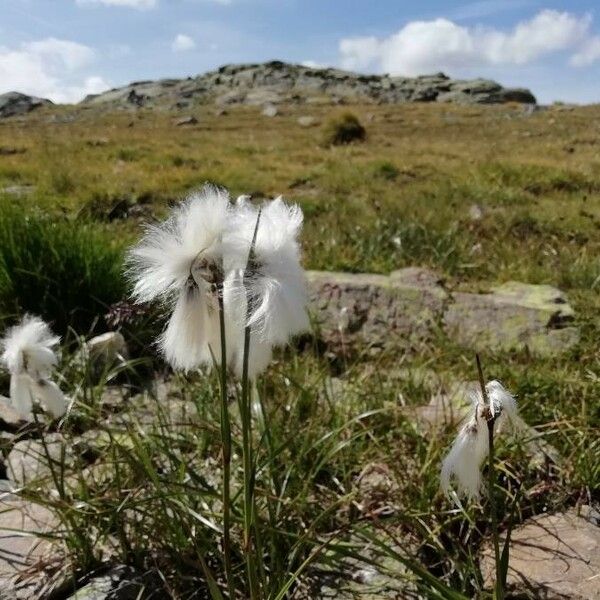 Eriophorum angustifolium പുഷ്പം