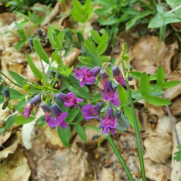 Lathyrus linifolius Virág