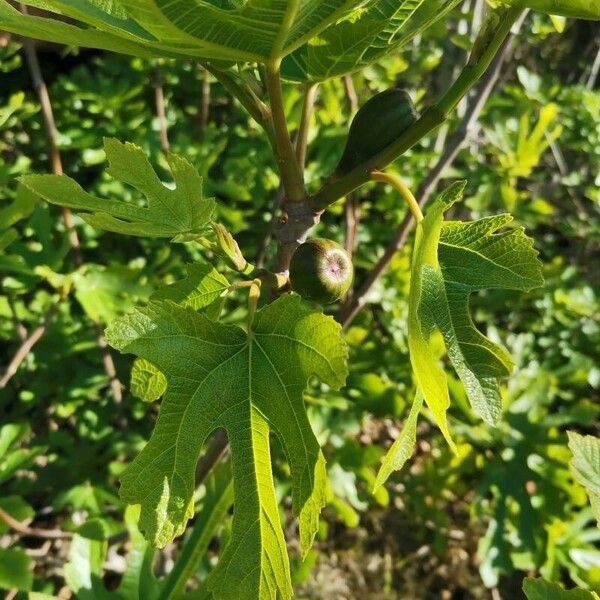 Ficus carica 葉