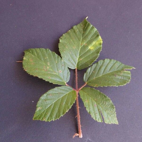 Rubus koehleri Ліст