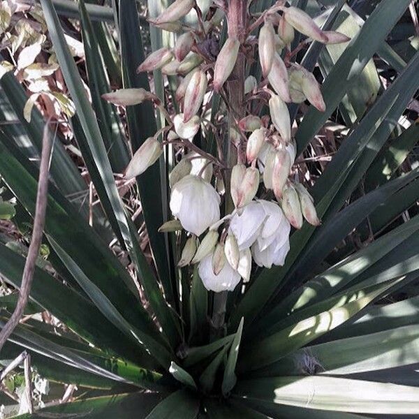 Yucca gloriosa Blüte