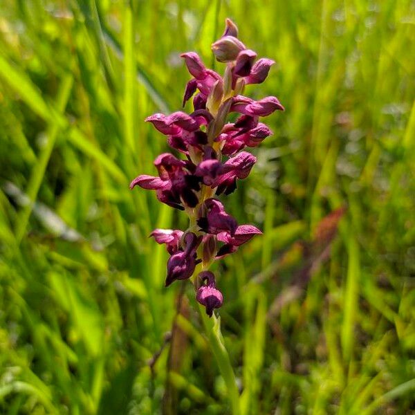 Anacamptis coriophora Žiedas