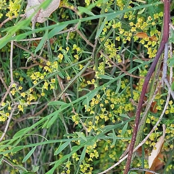 Osyris alba Leaf