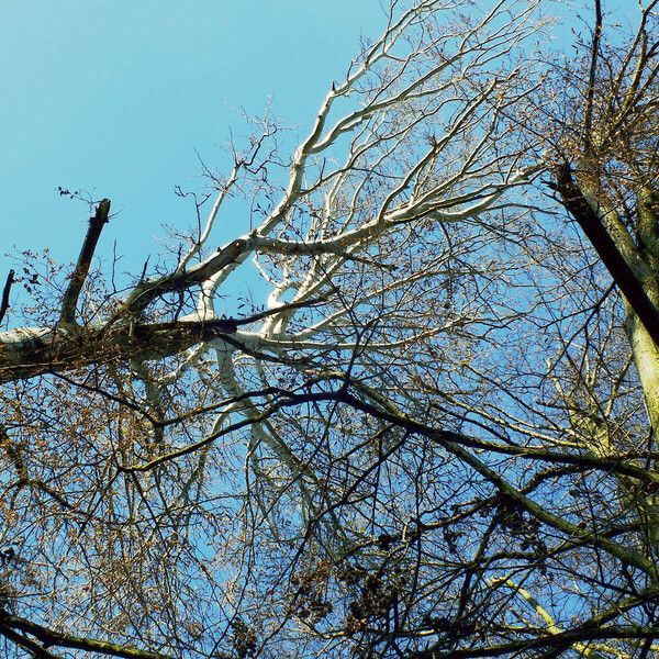 Populus alba Celota