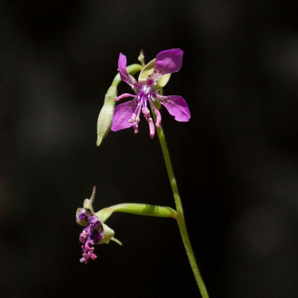 Clarkia rhomboidea Kvet