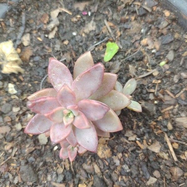 Graptopetalum paraguayense पत्ता