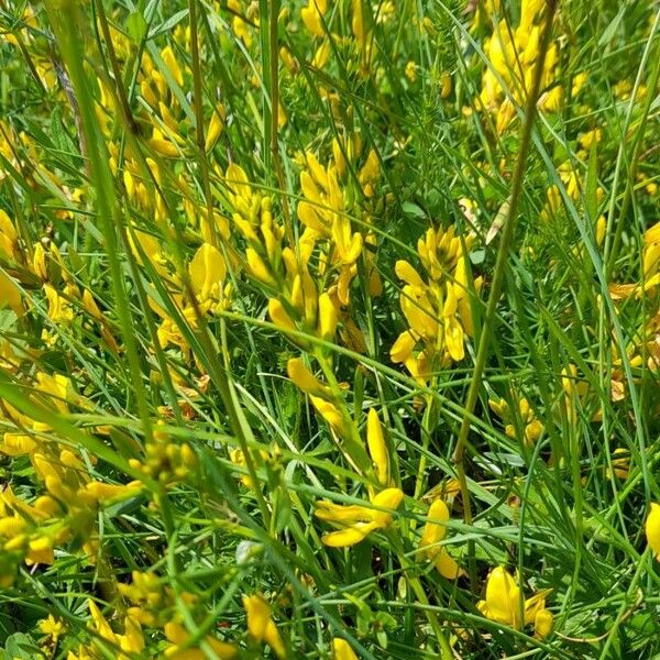 Genista tinctoria عادت داشتن