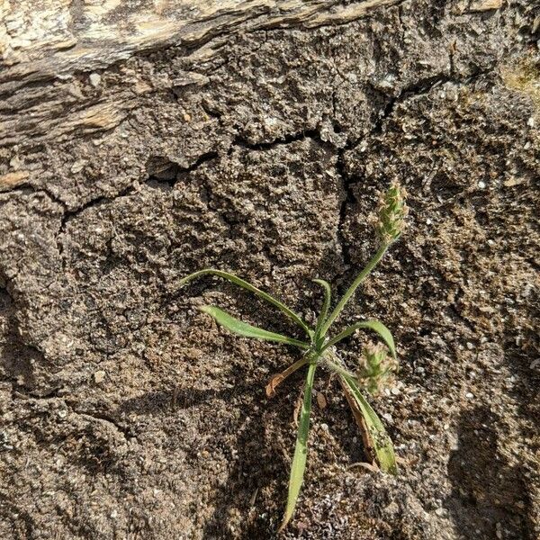 Plantago bellardii फूल