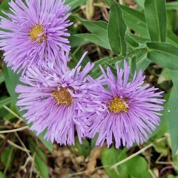 Erigeron speciosus Kukka