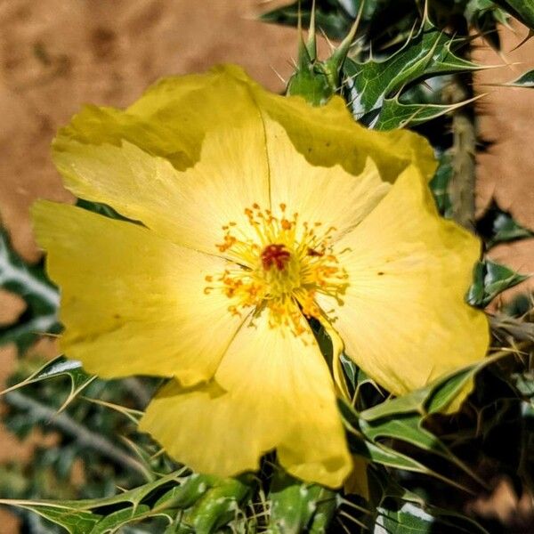 Argemone ochroleuca Flor