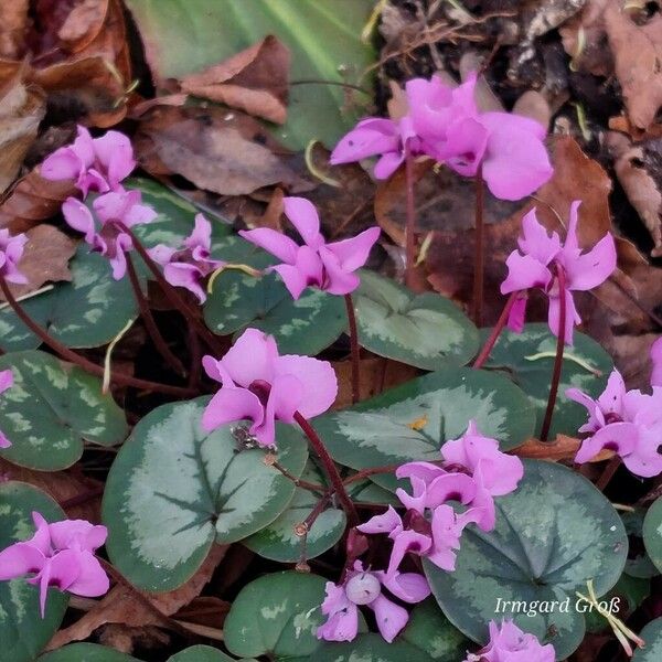 Cyclamen coum Flor