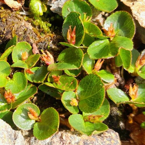 Salix herbacea Alkat (teljes növény)