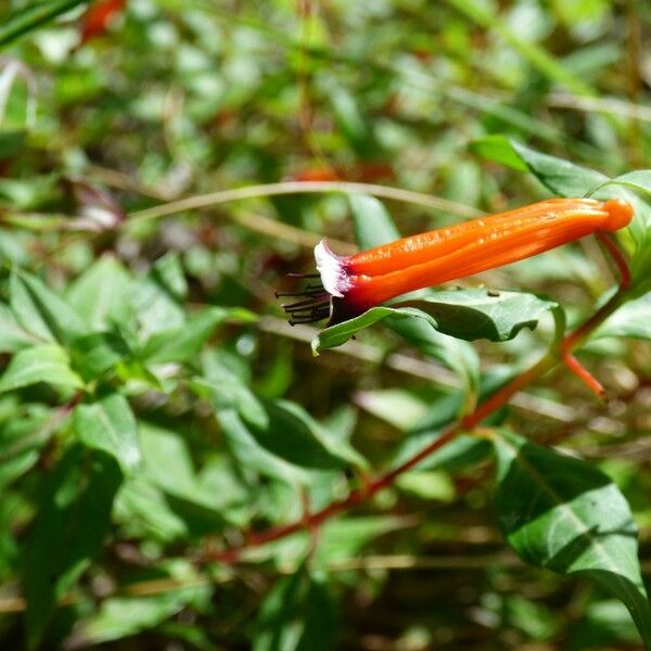 Cuphea ignea Flower