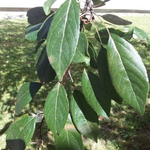 Malus hupehensis Yaprak