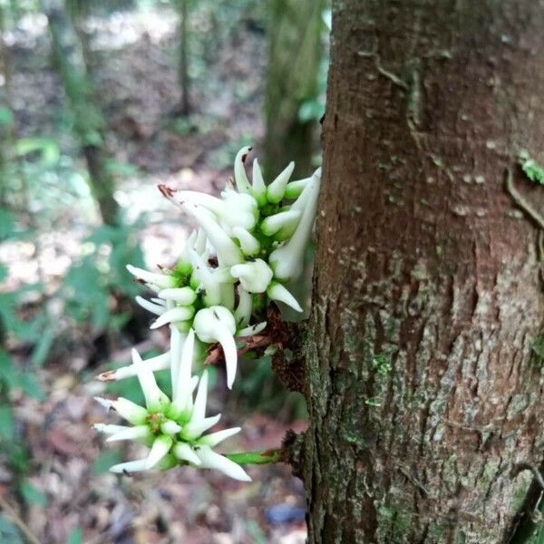 Paypayrola confertiflora Flors