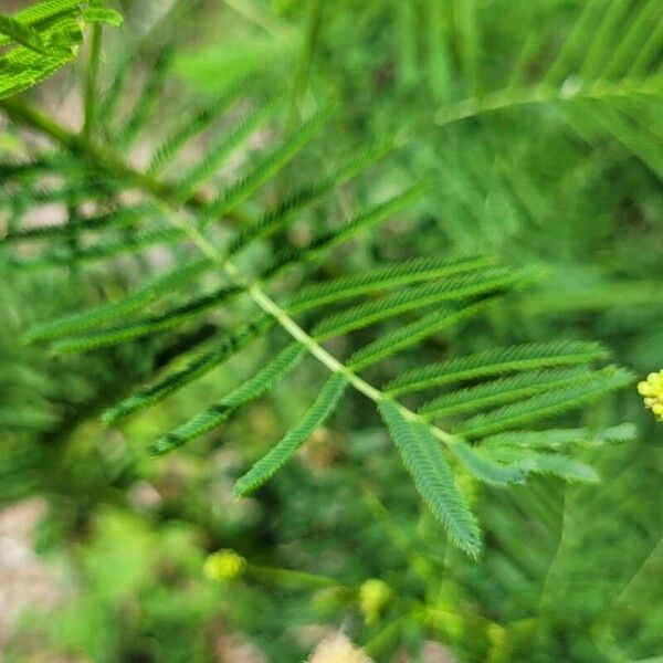 Desmanthus illinoensis Leaf