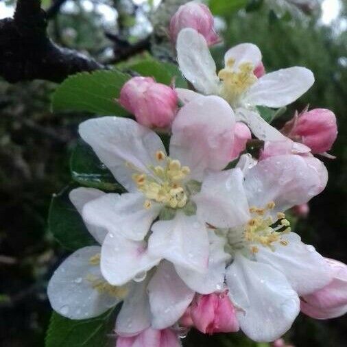 Malus pumila Çiçek