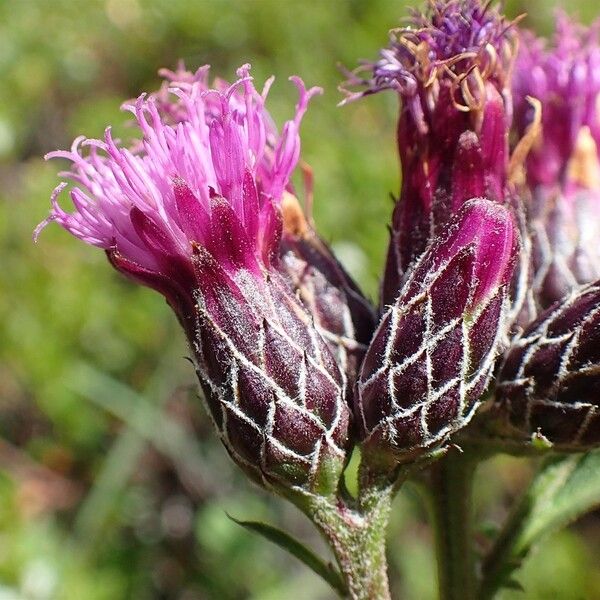 Serratula tinctoria Çiçek