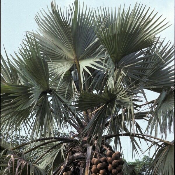 Borassus aethiopum Fruit