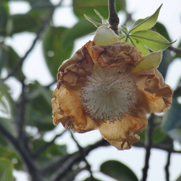 Adansonia digitata Blomma
