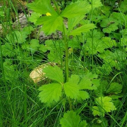 Geum aleppicum Leaf