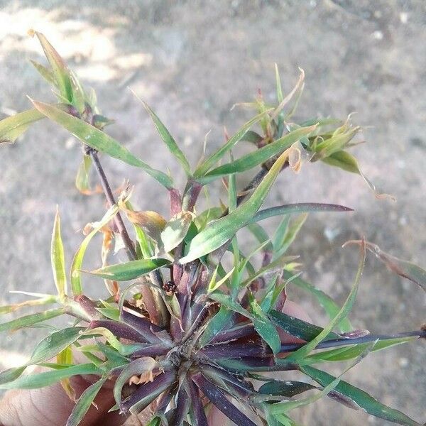 Digitaria sanguinalis List