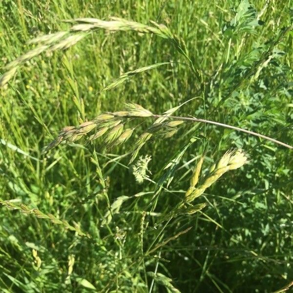 Bromus hordeaceus Flower