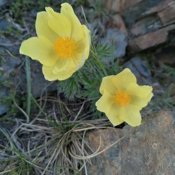 Pulsatilla alpina Flower