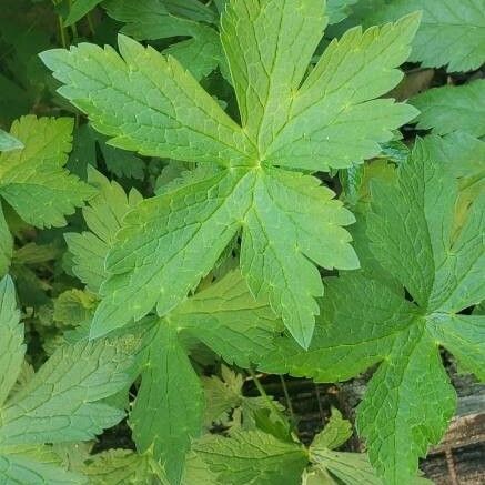 Geranium maculatum Fulla