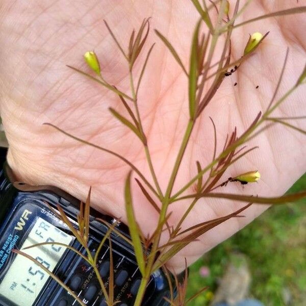 Agalinis tenuifolia পাতা