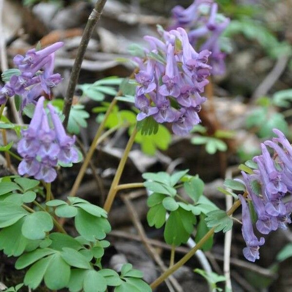 Corydalis solida Blomma