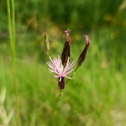 Crupina vulgaris ফুল