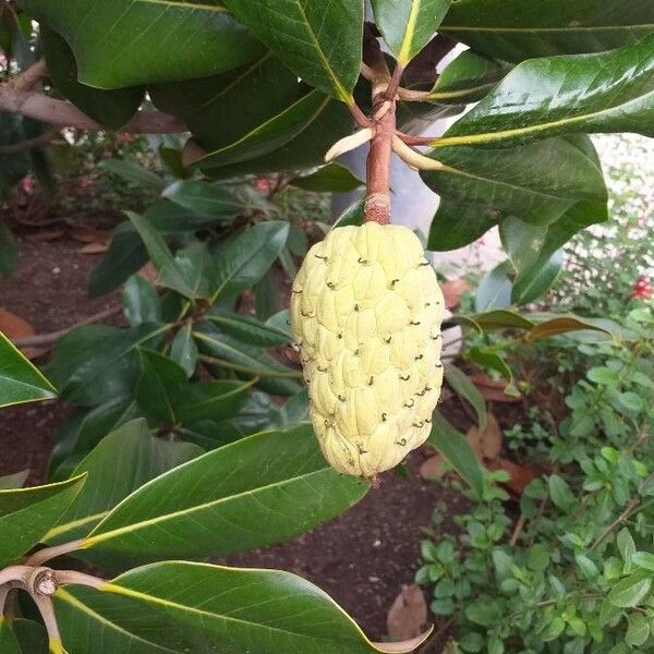 Magnolia grandiflora Плод