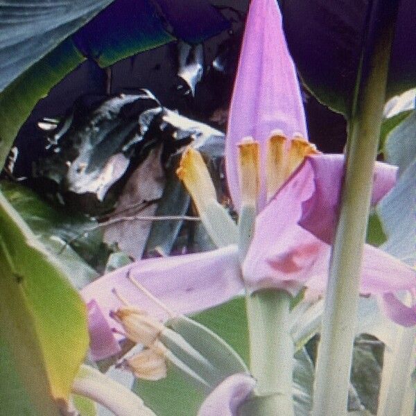 Musa ornata Flower