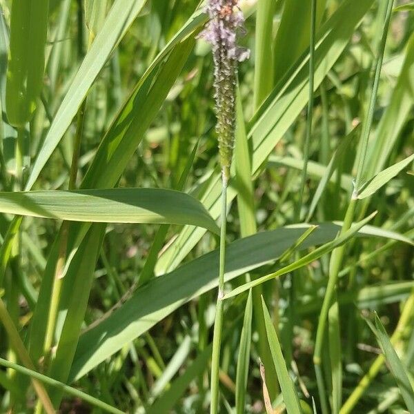 Alopecurus geniculatus Flower